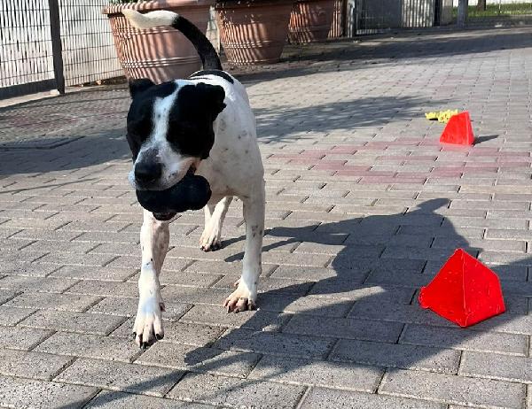 BLACK GENTILCANE Foto 3